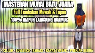 MASTERAN MURAI BATU PAGI HARI FULL TEMBAKAN MEWAH,SEKALI DENGAR BIKIN LAWAN LANGSUNG BONGKAR ISIAN