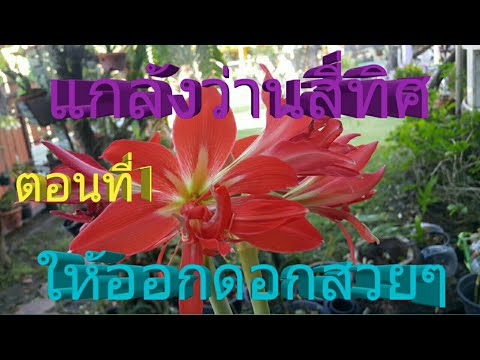 แกล้งว่านสี่ทิศให้ออกดอกตอนที่1|Amayllis|เมียฝรั่งพาปลูกดอกไม้มงคล|ep.49