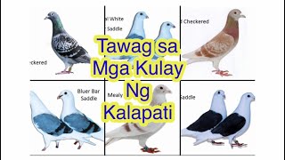 Tawag sa mga Kulay Ng kalapati #kalapati #pigeons #racingpigeons