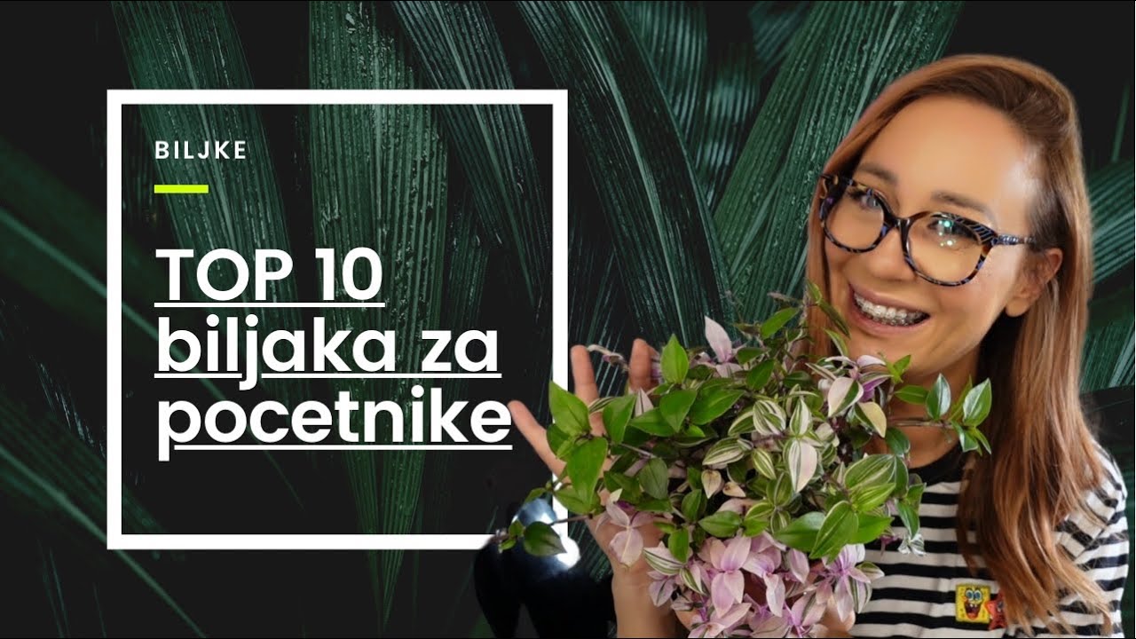 TOP 10 biljaka za pocetnike