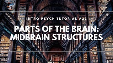 Parts of the Brain: Midbrain Structures (Intro Psych Tutorial #33)