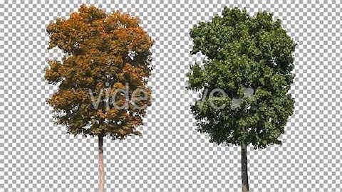Real Tree Isolated on the Wind 11 56 | Stock Footage