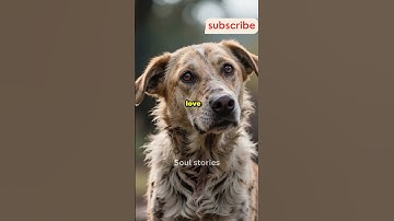 Starving Dog🐾 Found Living in Garbage Dump | Incredible Rescue#shorts