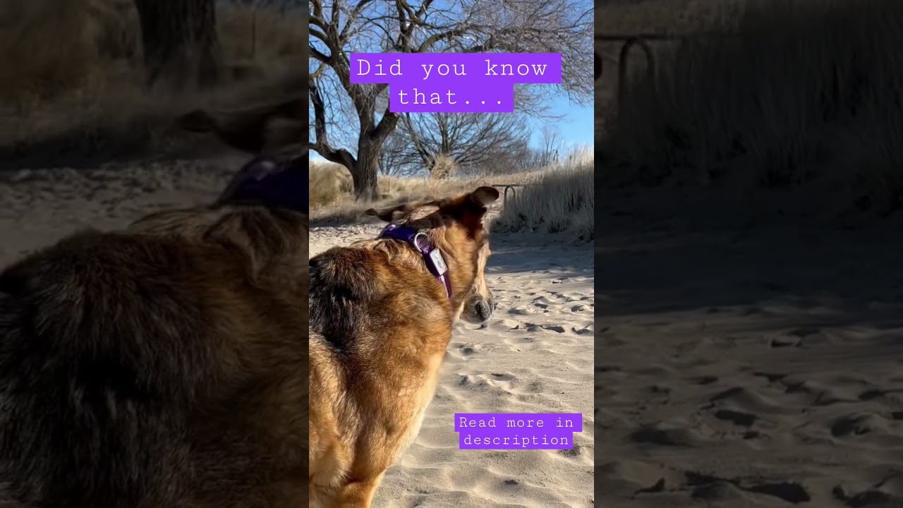 😮 Wow fact about your dogs ears 