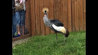 Animal Adventures with Jordan: East African Crowned Crane