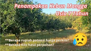 Download Lagu Kebun Mangga Gajah Usia 7 Tahun di Indramayu MP3