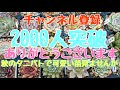 【夫婦多肉】チャンネル登録2000人ありがとうございます!!秋のタニパトでうちの可愛い子みてください♡
