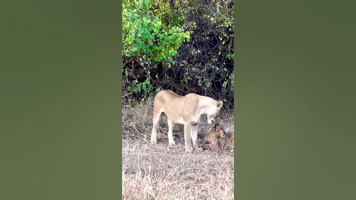 Animals#￼Africa#Tanzania