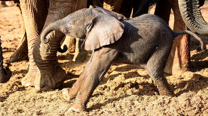 Baby Elephant Born in Ithumba | Meet Milo | Sheldr...