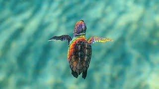 Sleep  In Under Water Paradise Dolphin Sounds Deep Relaxing  Tropical Ocean  36