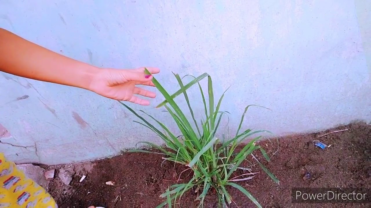 Herbal serpentina YouTube