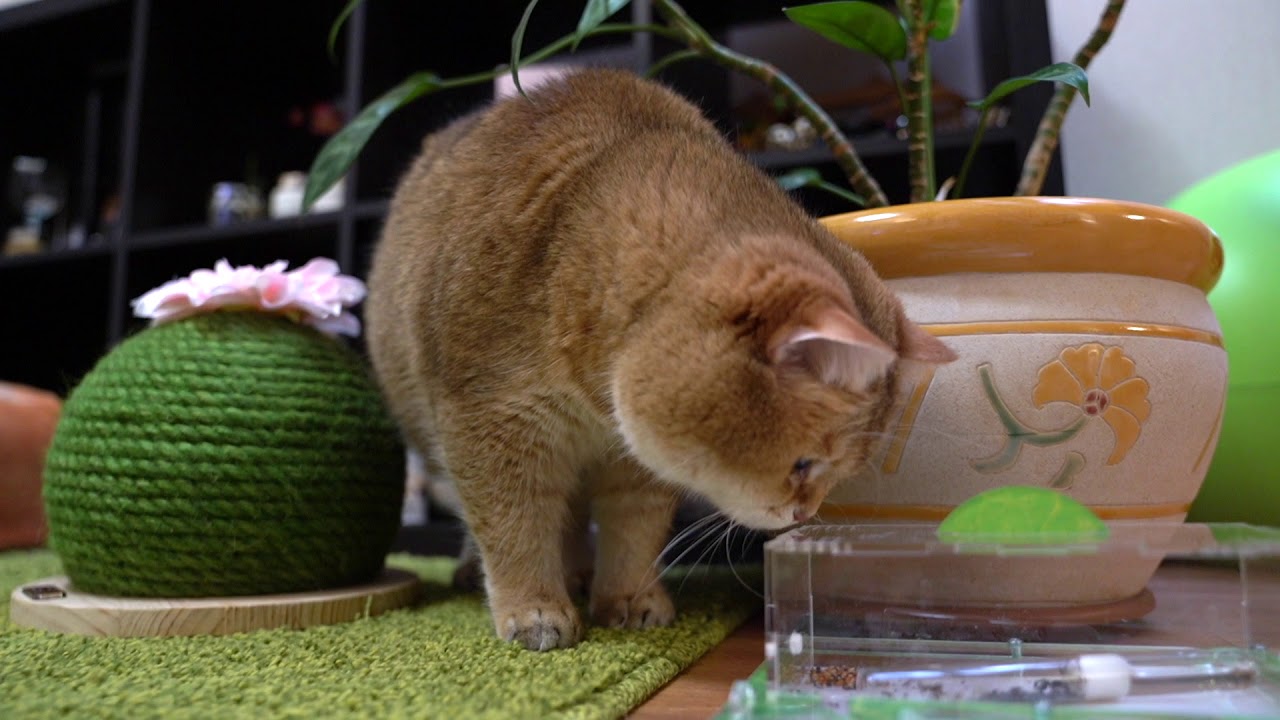 Ant Farm (formicarium)