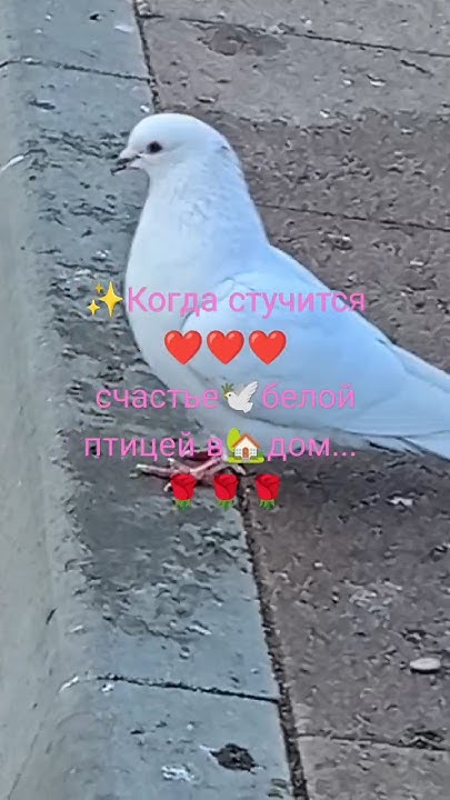 Когда стучится счастье🕊белой птицей в🏡дом🌹#счастье#птица#голубь#дом# ...