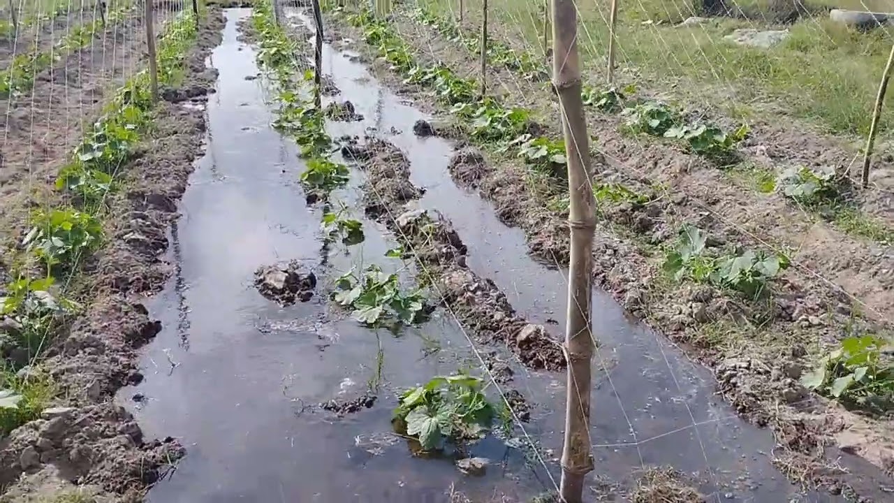 Best Guide Patola Farming / Kumita at Umani ng malaki sa Patola Farming