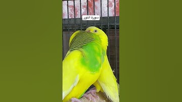 #سورة_النور #قرآن #هشام_الهراز #المصحف #العراق #اكسبلور #طيور #quran #lovebirds #budgies #america