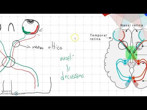 Video: L'esperienza Fornisce Un'influenza Permissiva O Istruttiva Sullo Sviluppo Della Selettività Della Direzione Nella Corteccia Visiva?