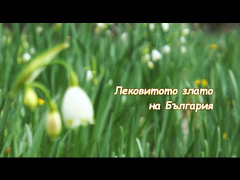 Видео: Грижа за билки от Agrimony - какви са условията на отглеждане на Agrimony