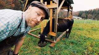 Cow Lost Her Calf  Now Hoping For Milk