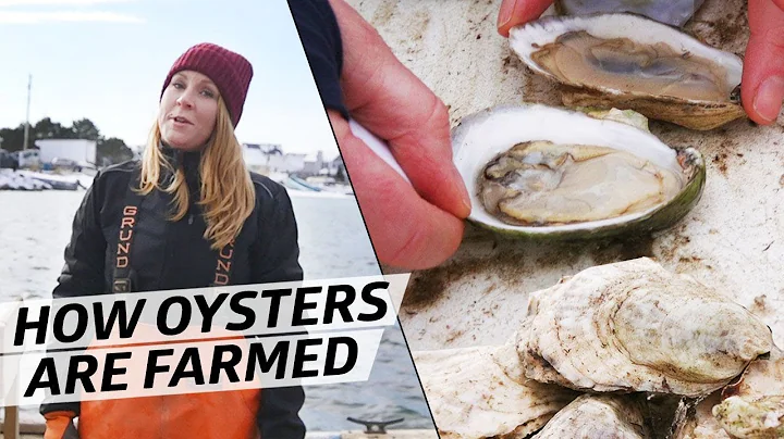 What It Takes to Farm 10,000 Oysters a Week in Freezing Temperatures — How to Make It - DayDayNews