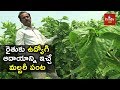 Success Story of Farmer Mahipal Reddy In Mulberry Cultivation | hmtv Agri