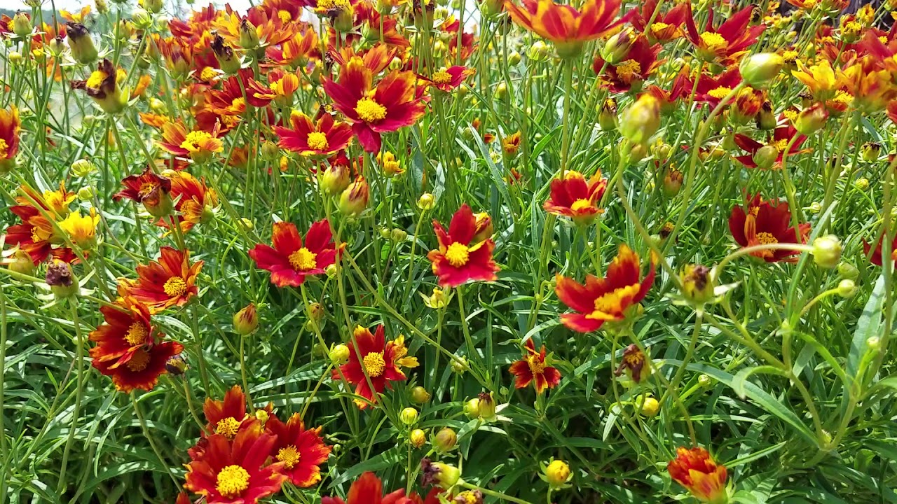 Coreopsis Big Bang™ Radioactive (Tickseed)
