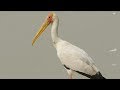 Birds of Africa - Part I - Waterbirds