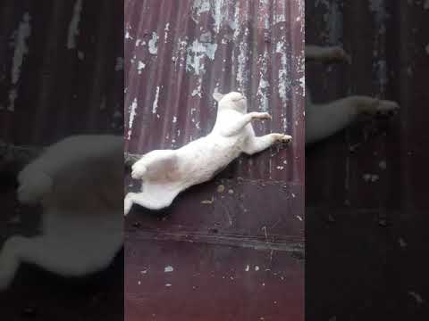 Video: Gulat Dahil Sa Pagkabigo Ng Puso Sa Mga Pusa