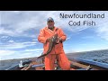 Newfoundland Cod Fishing 2021