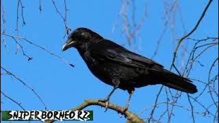 suara pikat burung gagak@SNIPERBORNEORZ