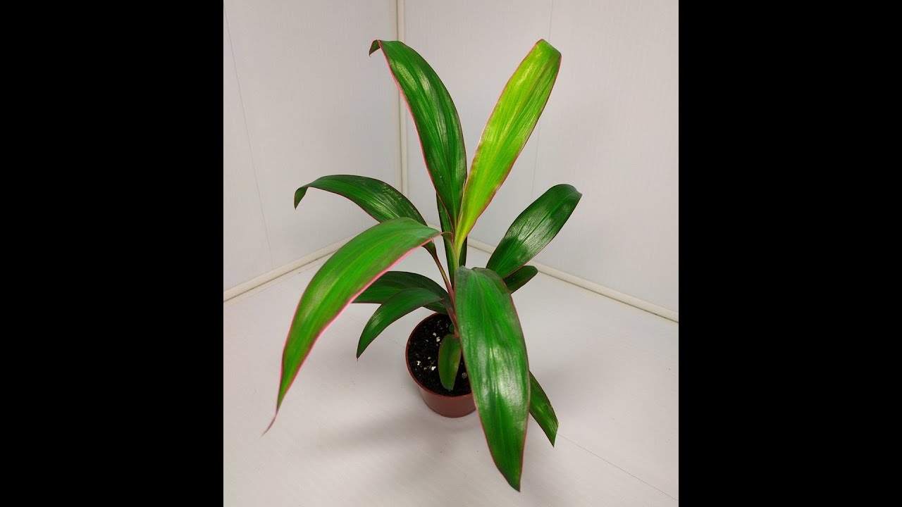 Монолог про цветок - Кордилина (Cordylina) - YouTube
