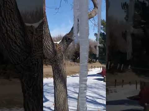 Breaking icicles￼