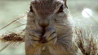 Ground Squirrels Tease a Poisonous Cobra | Wild Africa | BBC Earth