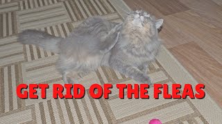 How To Get Rid Of The Fleas In Your Home Naturally | Two Crazy Cat Ladies #cats #fleas