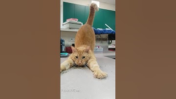 When the catnip hits 😅😅#cat#catvideos #funnycat#fyp