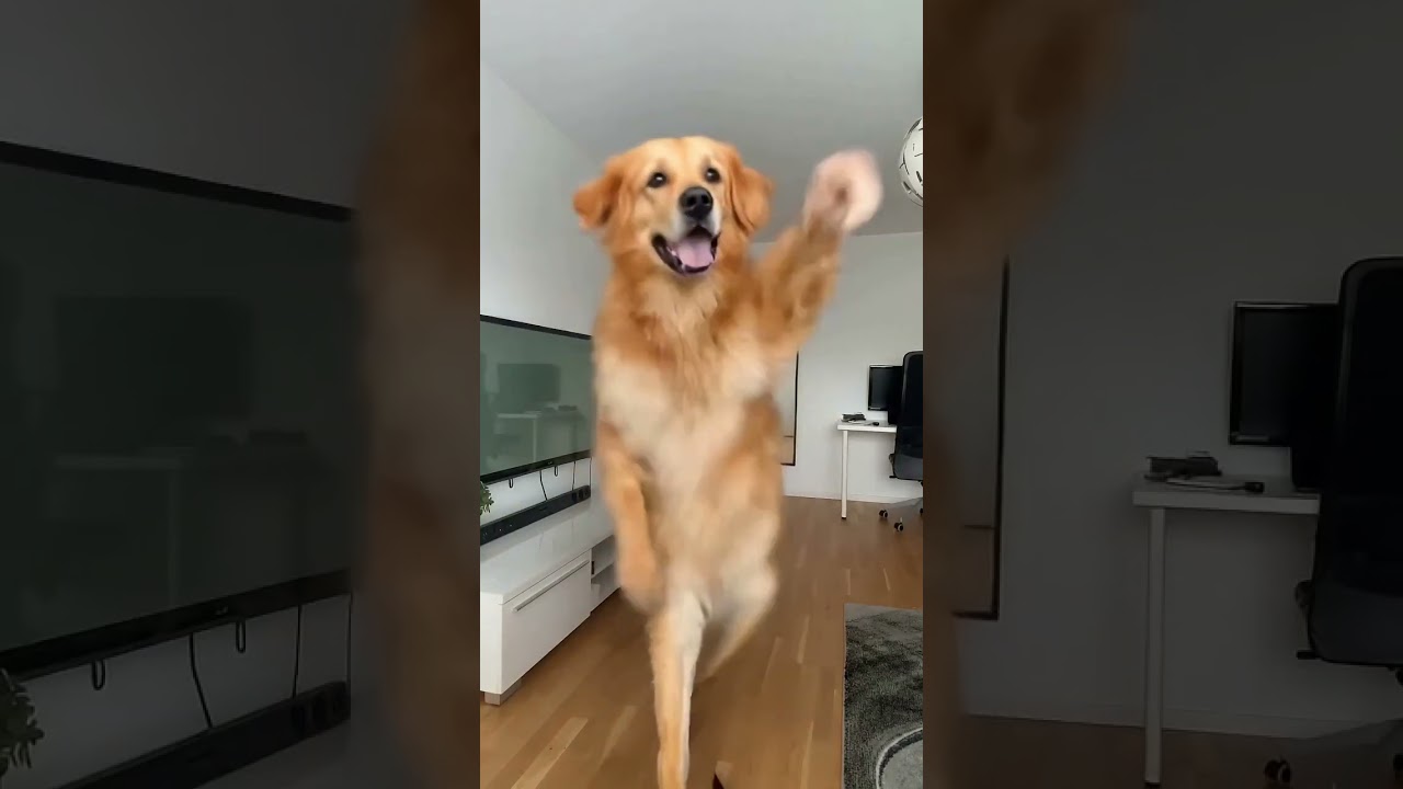 Dancing dog on music  