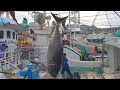 Epic 900 Pound Bluefin Tuna Sashimi Challenge! 🐟💥