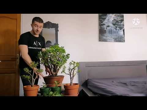 Vidéo: Instructions d'entretien des plantes de jade : comment prendre soin d'une plante de jade
