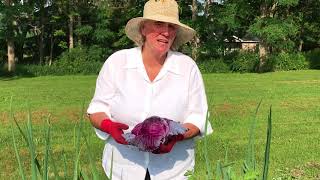 Red Acre Cabbage