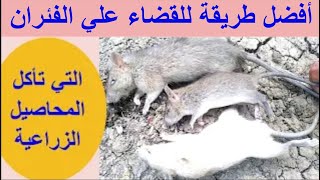 الحل النهائي للقضاء علي الفئران التي تأكل المحاصيل الزراعية وداعا للفئران بعد الان طرق مضمونة 100 %