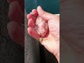 異常発生した海にエビを絞って撒いたらエグすぎ