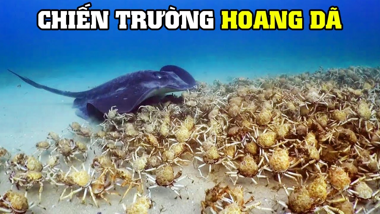 Cuộc Chạy Đua Vũ Trang Ở Đại Dương | Khám Phá Thế Giới Động Vật Hoang Dã