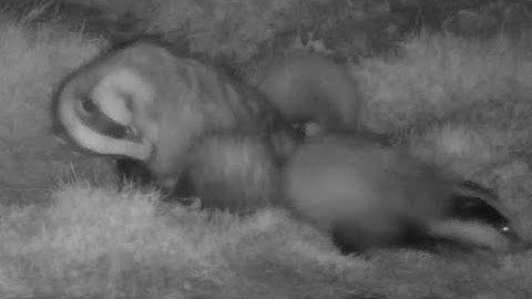 New Forest Explorers Guide - Badger cubs are ready for bed and won