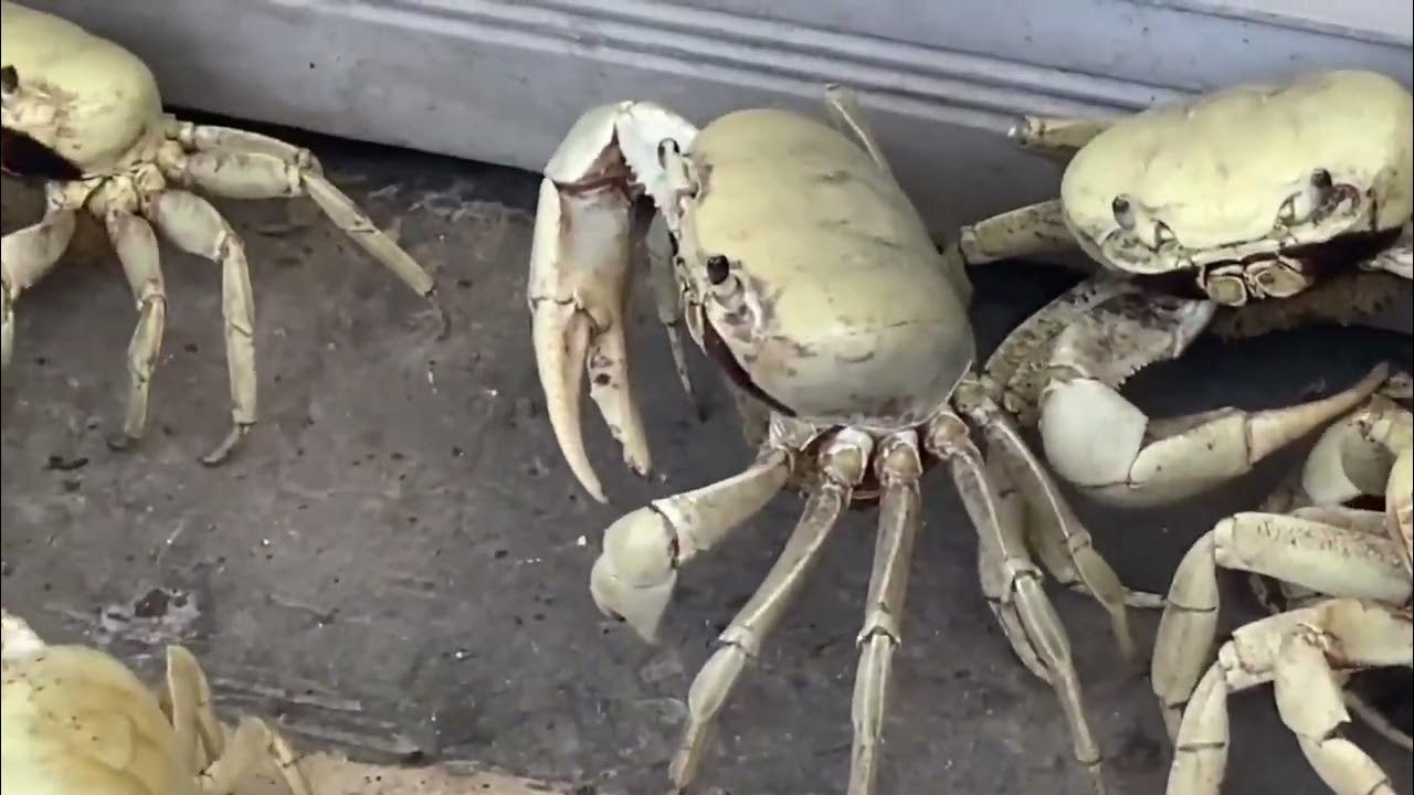Video completo de invasión de Cangrejos 🦀 en Caibarien en cuba 😱 YouTube
