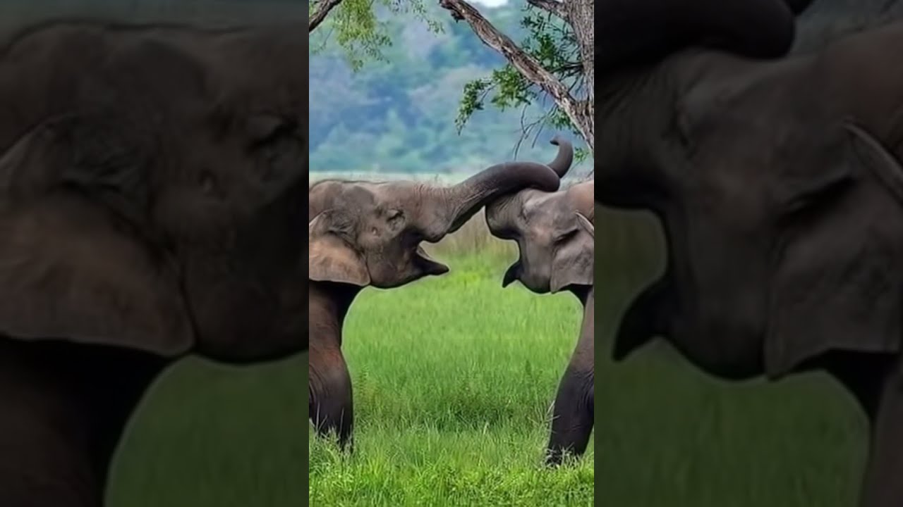 Two Elephants Fighting In The Wild Incredible Animal Battle Shorts