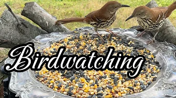 💚 Relaxing Bird Sounds, Soft nature sounds, #asmrsounds #naturelovers #birds #birdwatching #relaxing