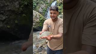 #outdoorcooking  #campcooking #wildcooking #naturecooking #firecooking