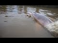 SATÉLITES SÃO USADOS PARA MONITORAR BOTOS NO NORTE DO BRASIL.