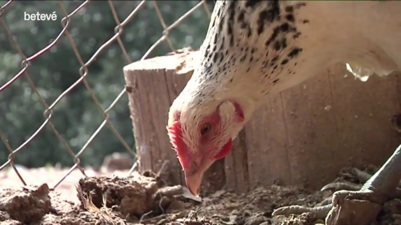 Recuperació de la Gallina de Sant Cugat - Entrevista a Beteve