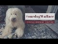 Old English Sheepdog's Morning Routine┃GRWM┃Ed&Mel