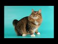 American bobtail cat の動画、YouTube動画。